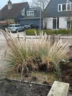 Pampasgras GRATIS afhalen, Tuin en Terras, Ophalen, Overige soorten, Volle zon