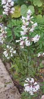 Penstemon Husker Red, Tuin en Terras, Bloembollen en Zaden, Ophalen of Verzenden
