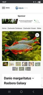 Rasbora galaxy maat L, Dieren en Toebehoren, Vis