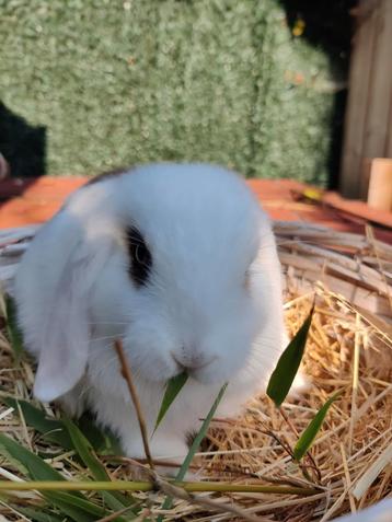NHD-minilop Ram geënt,gecastreerd met gezondheidsboekje  beschikbaar voor biedingen