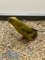 Catharina Parkiet pop + DNA, Vrouwelijk, Tropenvogel, Geringd