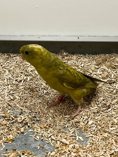 Catharina Parkiet pop + DNA, Dieren en Toebehoren, Vogels | Overige Vogels, Tropenvogel, Vrouwelijk, Geringd