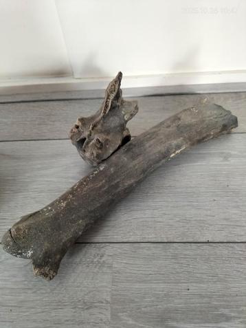 Wervel en been oer hert beschikbaar voor biedingen