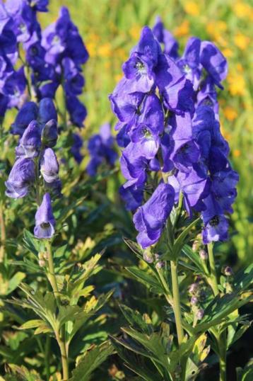Bio zaden Herfstmonnikskap –Aconitum carmichaelii beschikbaar voor biedingen
