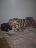 Shih-tzu pups, Overige rassen, 8 tot 15 weken, Meerdere, Meerdere dieren