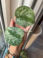 Scindapsus pictus trebie blad stekken, Ophalen of Verzenden, Halfschaduw, Minder dan 100 cm