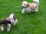 Dwerg Poedel mini doodle pups verwacht meerkleurige, Dieren en Toebehoren, Honden | Chihuahua's en Gezelschapshonden, Overige rassen