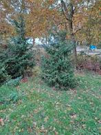kerstbomen omorika                 Bieden, Tuin en Terras, Planten | Bomen, Ophalen, Volle zon, Overige soorten
