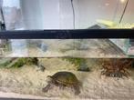 Schildpad met bak pomp en inhoud, Dieren en Toebehoren, Reptielen en Amfibieën | Toebehoren, Gebruikt, Terrarium of Paludarium