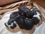 Shiranian pups (F1b)(shih tzu x shih tzu/pomeriaan), Dieren en Toebehoren, Honden | Chihuahua's en Gezelschapshonden, Overige rassen