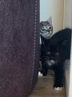 Kitten katers, Dieren en Toebehoren, Kater