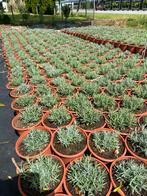 Lavendel hidcote winterhard paars in20cmpot 50st€60 wit, Tuin en Terras, Planten | Struiken en Hagen, Ophalen, Vlinderstruik, Minder dan 100 cm