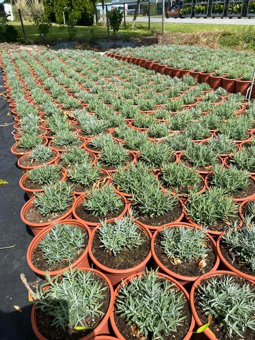 Lavendel hidcote winterhard paars in20cmpot 50st€60 wit, Tuin en Terras, Planten | Struiken en Hagen, Vlinderstruik, Minder dan 100 cm
