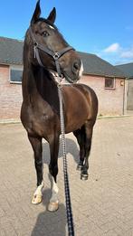 Lieve ruin te koop – 5 ⭐️huis gezocht voor Kaiden, Dieren en Toebehoren, Paarden, 175 cm of meer, Z, Gechipt, Ruin