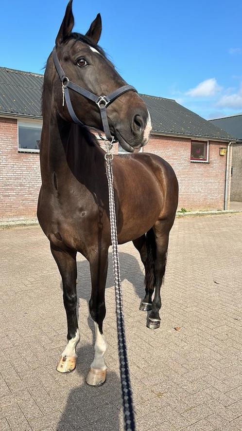 Lieve ruin te koop – 5 ⭐️huis gezocht voor Kaiden, Dieren en Toebehoren, Paarden, Ruin, Z, 175 cm of meer, 7 tot 10 jaar, Dressuurpaard