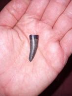 Suchomimus tand, Verzamelen, Mineralen en Fossielen, Ophalen of Verzenden, Fossiel