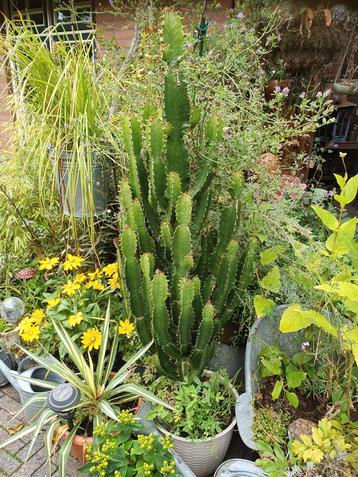 Grote cactus Euphorbia Eritrea/grote volle cactus beschikbaar voor biedingen