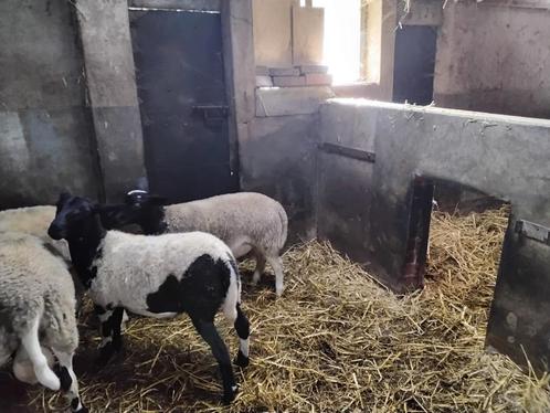 Dorper ooilammeren, Dieren en Toebehoren, Schapen, Geiten en Varkens, Schaap, Vrouwelijk