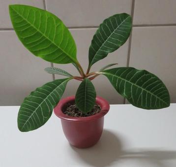 Bijzondere kamerplant Euphorbia Leuconeura beschikbaar voor biedingen