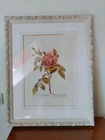 facsimile van Rosa Indica Fragrans van P.J. Redouté, Ophalen