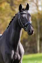 Charmante zwarte Jazz- merrie te koop, Dieren en Toebehoren, Paarden, Merrie, Gechipt, Dressuurpaard, L