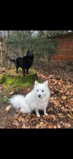 Kleinschalige opvang voor uw hond in huiselijke omgeving, Diensten en Vakmensen, Dieren | Honden | Verzorging, Oppas en Les, Particuliere oppas