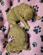 Mooie Rode/Abrico Dwerg Poedel pups, Dieren en Toebehoren, Honden | Chihuahua's en Gezelschapshonden, Poedel, 8 tot 15 weken, CDV (hondenziekte)