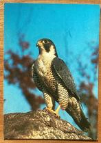 Ansichtkaart roofvogel slechtvalk, Verzenden, Gelopen, Vogel