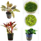 Aquarium planten pakket. Aquariumplanten voor garnalen, Ophalen of Verzenden, Nieuw, Plant(en), Steen of Hout