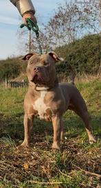DEKREU LILAC AMERICAN BULLY XL, 15 weken tot 1 jaar, Reu, CDV (hondenziekte), Eén hond