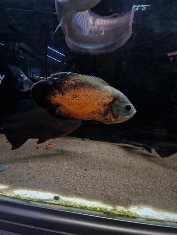 Copper oscar cichlide  beschikbaar voor biedingen