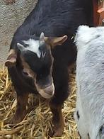 Dwerggeiten mini bokje te koop., Dieren en Toebehoren, Schapen, Geiten en Varkens, Mannelijk, Geit, 0 tot 2 jaar