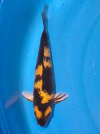 unieke ki utsuri 25 cm, Dieren en Toebehoren, Vissen | Vijvervissen, Karper of Koi
