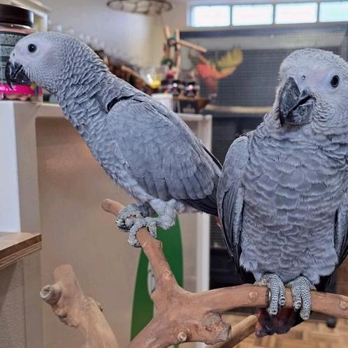 Tamme grijzeroodstaarten, Dieren en Toebehoren, Vogels | Parkieten en Papegaaien, Papegaai, Mannelijk