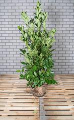 Laurier - Prunus - Rotundifolia - Genolia - Caucasica -, Vaste plant, Halfschaduw, Zomer, Ophalen