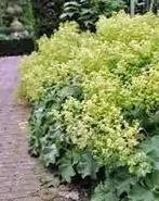 Vrouwenmantel ( alchemilla mollis), Ophalen, Overige soorten, Volle zon