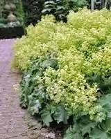 Vrouwenmantel ( alchemilla mollis) beschikbaar voor biedingen