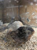 Chinese kwartels, Dieren en Toebehoren, Meerdere dieren, Overige soorten