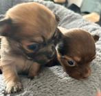 Chihuahua pups, 8 tot 15 weken, Meerdere, Meerdere dieren, Chihuahua