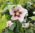 hibiscus, Tuin en Terras, Planten | Tuinplanten, Ophalen, Zomer, Overige soorten, Volle zon
