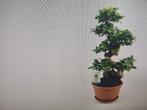 Bonsai Ficus Ginseng, Huis en Inrichting, Kamerplanten, Ophalen, Ficus, Halfschaduw, Minder dan 100 cm