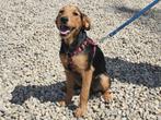 Kelly, het liefste, grappigste en leukste meisje van t asiel, Dieren en Toebehoren, Honden | Niet-rashonden, Particulier, Rabiës (hondsdolheid)