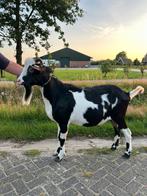 Nederlandse bonte dek bok melkgeit, Dieren en Toebehoren, Schapen, Geiten en Varkens, Mannelijk, Geit, 0 tot 2 jaar