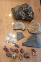 grote collectie stenen, fossielen, mineralen en schelpen, Verzamelen, Mineralen en Fossielen, Ophalen, Schelp(en)