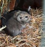 Prachtige cavia's van 7 mei, Meerdere dieren, Cavia, Na 1 juli 2024