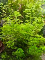 Limnophila Sessiliflora - ook verzenden, Ophalen of Verzenden, Nieuw, Plant(en), Steen of Hout