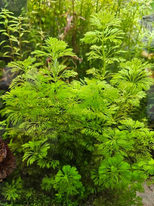 Limnophila Sessiliflora - ook verzenden, Dieren en Toebehoren, Vissen | Aquaria en Toebehoren, Nieuw, Plant(en), Steen of Hout