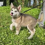 Prachtige pups te koop van onze Husky en Akita Inu. Huskita, CDV (hondenziekte), Particulier, Meerdere, Poolhond