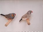 Koppel zebravinken grijs x bleekrug., Meerdere dieren, Tropenvogel, Geringd