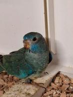 Splendid, Vrouwelijk, Parkiet